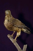 鳳頭蒼鷹藏品圖，第5張